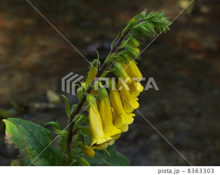 マツムラソウ 8363303