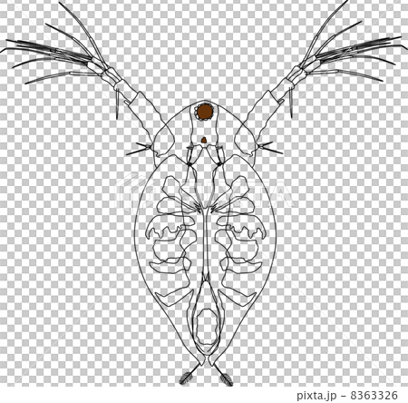 オカメミジンコ 8363326