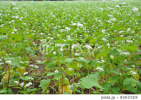 そばの花 8363569