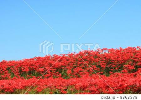 彼岸花 彼岸花 8363578