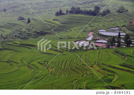 棚田風景壮観(中国 雲南省 元陽 多依樹景区) 棚田風景壮観(中国 雲南省 元陽 多依樹景区) 8364191