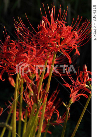 ヒガンバナ 8364319