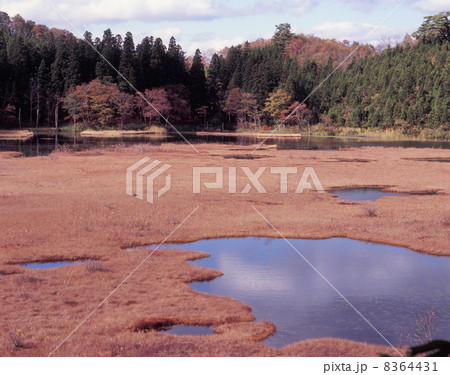 苔沼の秋 苔沼の秋 8364431
