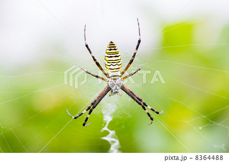 ナガコガネグモ ナガコガネグモ 8364488