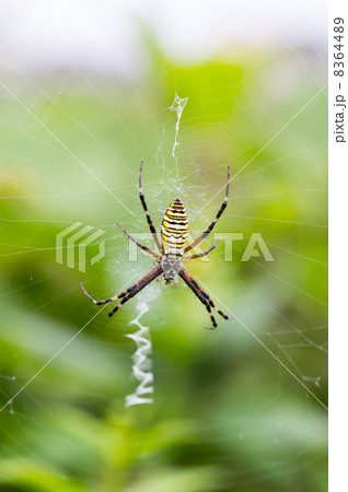 ナガコガネグモ ナガコガネグモ 8364489