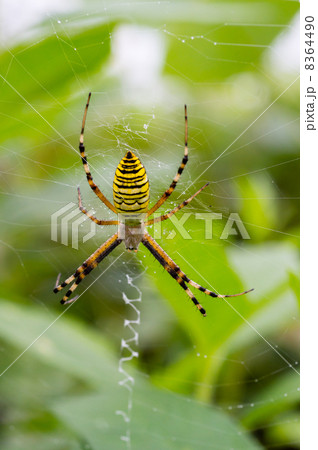 ナガコガネグモ ナガコガネグモ 8364490