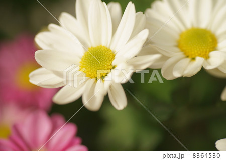 アスター 8364530