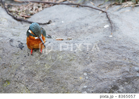 カワセミ カワセミ 8365057