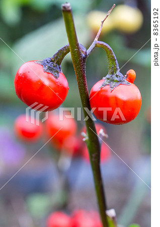 赤茄子 赤茄子 8365192