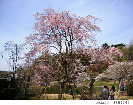 清水公園のしだれ桜 清水公園のしだれ桜 8365242