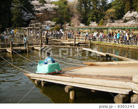 清水公園のフィールドアスレチック 清水公園のフィールドアスレチック 8365243