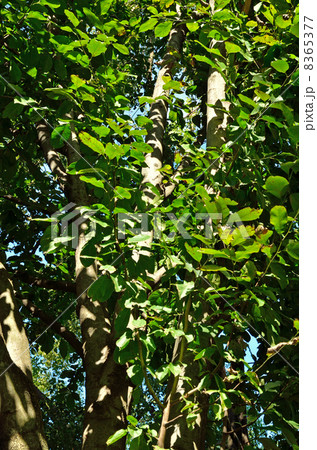 樹木・シデコブシ モクレン科 樹木・シデコブシ モクレン科 8365377