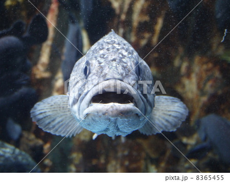 のとじま水族館 のとじま水族館 8365455