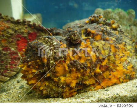 のとじま水族館 8365456