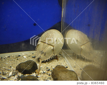 のとじま水族館 8365460