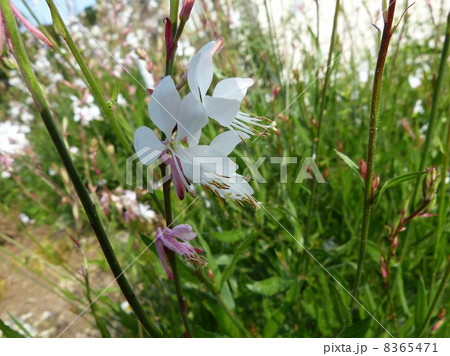 風に舞う蝶のような姿の白い花 8365471