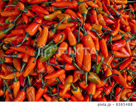 オレンジ色のトウガラシどっさり ハノイ ベトナム の写真素材 654