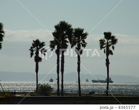 シュロの木 シュロの木 8365577