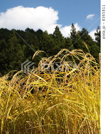 稲穂と青空 8365811