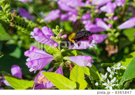 ハナトラノオの花に来た花蜂 ハナトラノオの花に来た花蜂 8365847