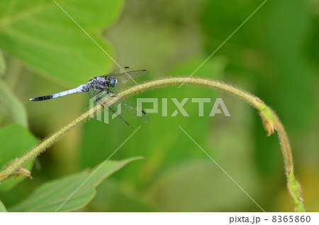トンボ 8365860