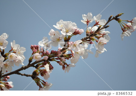 咲き出す桜の枝 8366532