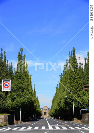 9月 都市の風景・街並み251絵画館前のイチョウ並木 9月 都市の風景・街並み251絵画館前のイチョウ並木 8366824