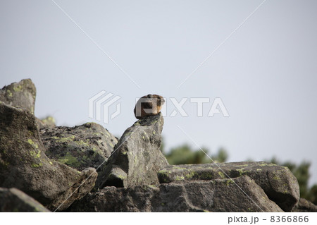 ナキウサギ ナキウサギ 8366866