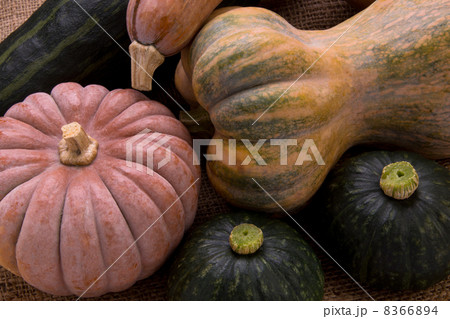 南瓜集合 8366894
