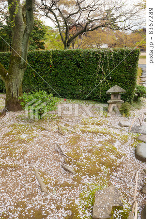 桂離宮　笑意軒　切支丹灯籠 8367289