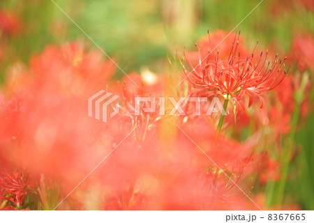 幸手権現堂堤・曼珠沙華祭り 8367665