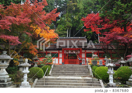 京都　大原野神社 8367680
