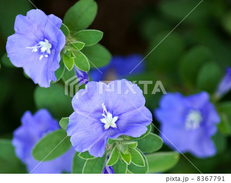 涼を呼ぶアメリカンブルー：エボルブルス 8367791