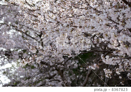 桜 8367823