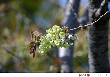 御衣黄 御衣黄 8367824