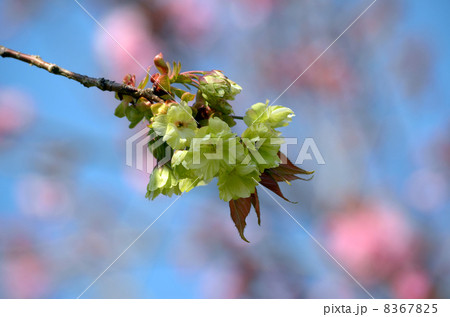 御衣黄 御衣黄 8367825