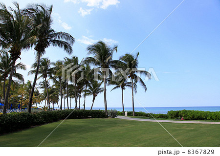 モンテゴ・ベイの椰子の海岸 モンテゴ・ベイの椰子の海岸 8367829