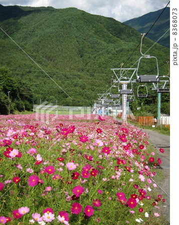 治部坂高原のコスモス 8368073