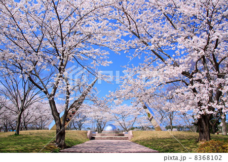 大潟村・南の池公園の桜 8368102