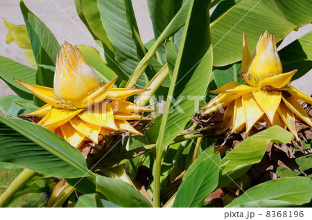 チュウキンレン：地湧金蓮 8368196