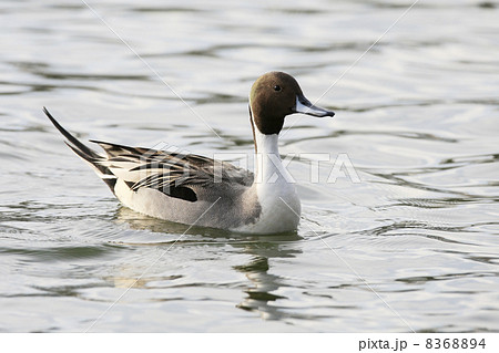 オナガガモ 8368894