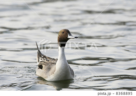 オナガガモ 8368895