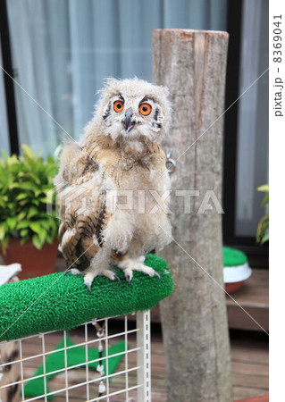 ミミズク　ふくろう　猛禽類　 シベリアワシミミズク　雛　シベリカス 8369041