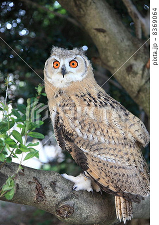 ミミズク　ふくろう　猛禽類　 シベリアワシミミズク　雛　シベリカス 8369064