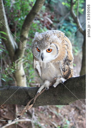 ミミズク ふくろう 猛禽類 シベリアワシミミズク 雛 シベリカス ミミズク ふくろう 猛禽類 シベリアワシミミズク 雛 シベリカス 8369066