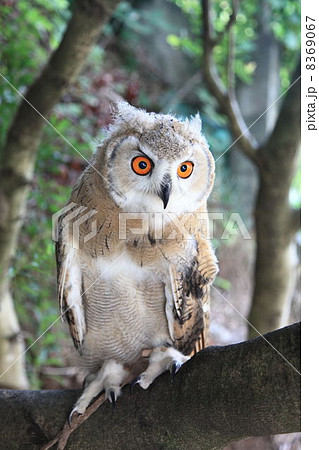 ミミズク　ふくろう　猛禽類　 シベリアワシミミズク　雛　シベリカス 8369067