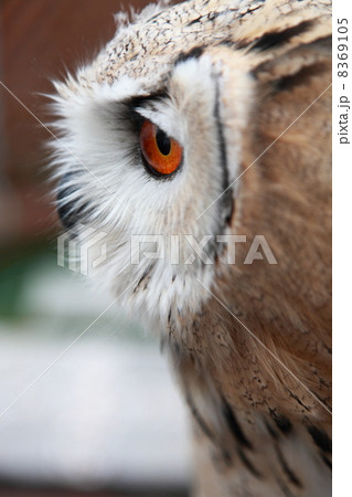 ミミズク　ふくろう　猛禽類　 シベリアワシミミズク　雛 8369105