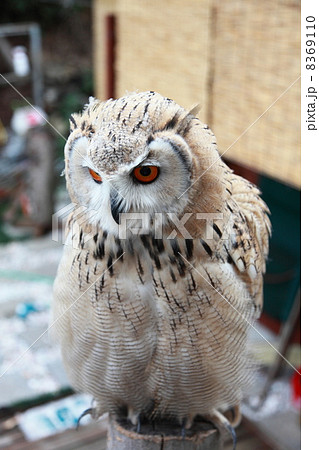 ミミズク ふくろう 猛禽類 シベリアワシミミズク 雛の写真素材