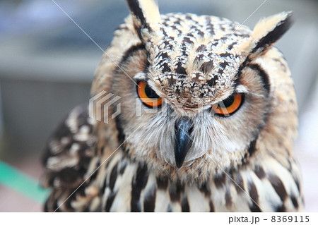 ミミズク　ふくろう　猛禽類　 ベンガルワシミミズク　雛 8369115