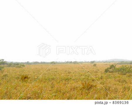 霧の釧路湿原 8369136